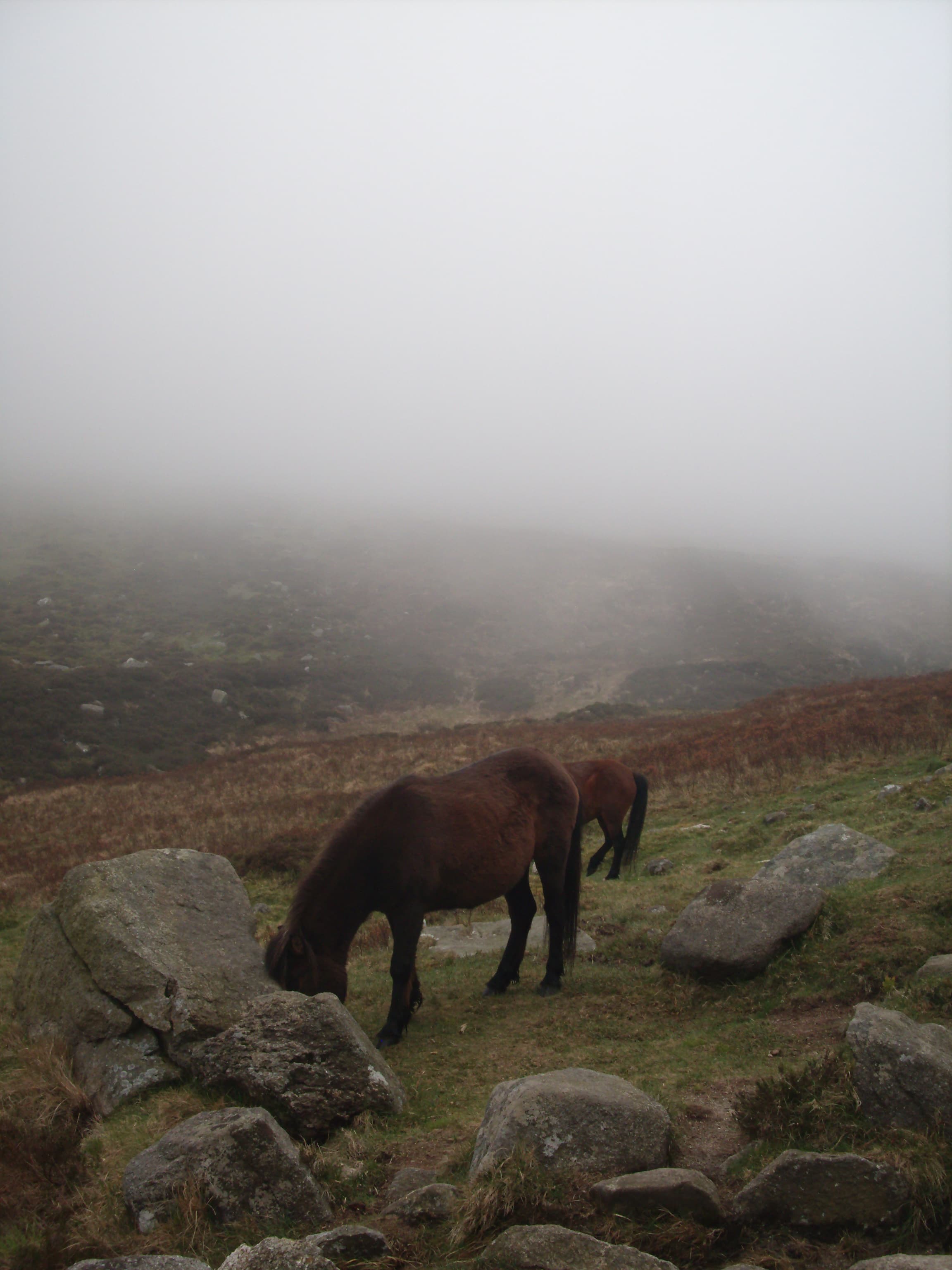 A horse grazing in the Mourne Mountains